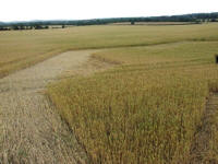 Cley Hill, Wiltshire crop circle, aerial photo 66